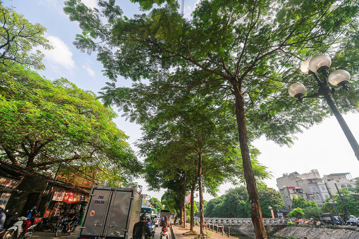 Theo tìm hiểu của phóng viên, để mở rộng đường Tam Trinh (Hoàng Mai, Hà Nội), hàng trăm cây xanh ven đường sẽ phải đánh chuyển, chặt hạ. Trong ảnh là hình ảnh của những cây xanh ven đường Tam Trinh trước khi thực hiện đánh chuyển, chặt hạ. Ảnh: Duy Phạm.