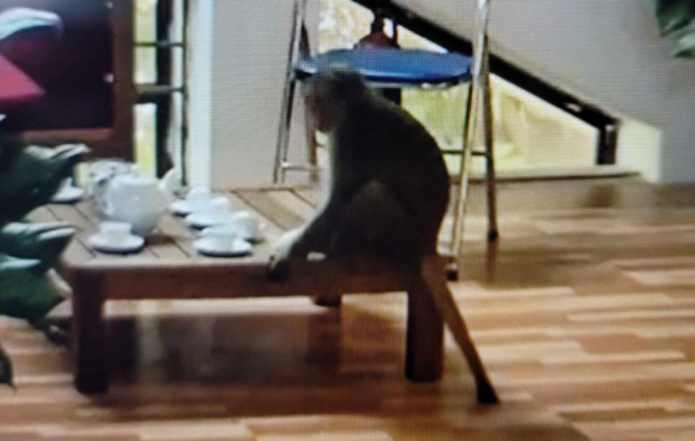 Con khỉ xuất hiện trong phòng làm việc cơ quan nhà nước khu vực gần Vườn bách thảo. Ảnh chụp lại từ video. Con khỉ xuất hiện trong phòng làm việc cơ quan nhà nước khu vực gần Vườn bách thảo. Ảnh chụp lại từ video.