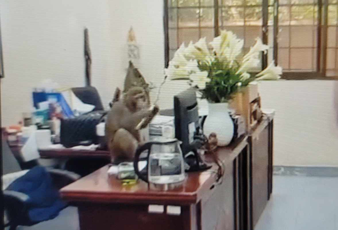 Con khỉ xuất hiện trong phòng làm việc cơ quan nhà nước khu vực gần Vườn bách thảo. Ảnh chụp lại từ video. Con khỉ xuất hiện trong phòng làm việc cơ quan nhà nước khu vực gần Vườn bách thảo. Ảnh chụp lại từ video.