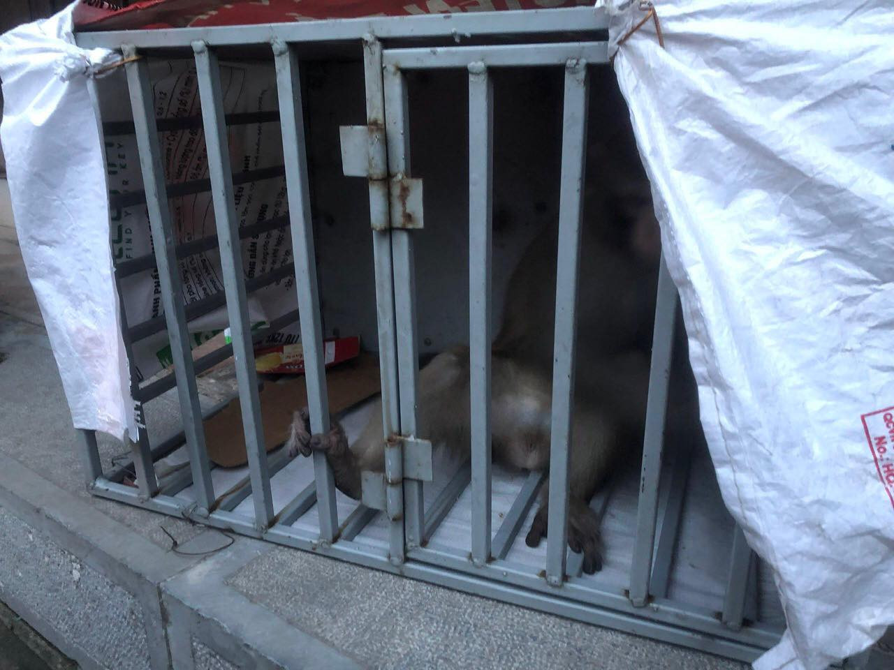 Con khỉ đã bị lực lượng chức năng bắt giữ để bàn giao cho Trung tâm cứu hộ động vật hoang dã. Ảnh: PV. Con khỉ đã bị lực lượng chức năng bắt giữ để bàn giao cho Trung tâm cứu hộ động vật hoang dã. Ảnh: PV.