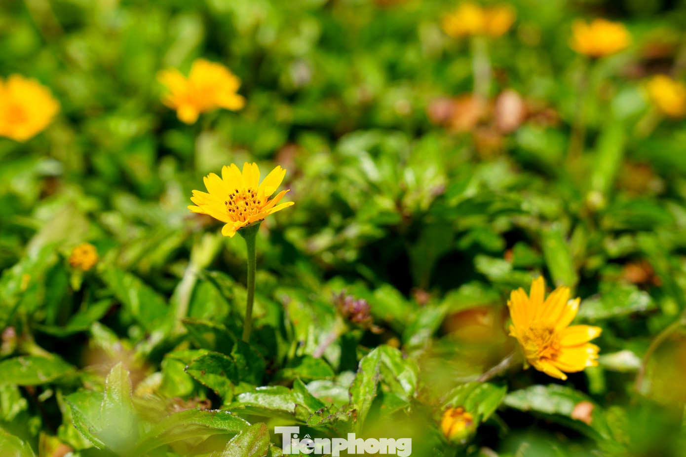 Hoa vàng khoe sắc trên dải phân cách và nhiều khu đất ven đường nơi đường chạy Tiền Phong Marathon đi qua. Ảnh: Trọng Quân. Hoa vàng khoe sắc trên dải phân cách và nhiều khu đất ven đường nơi đường chạy Tiền Phong Marathon đi qua. Ảnh: Trọng Quân.