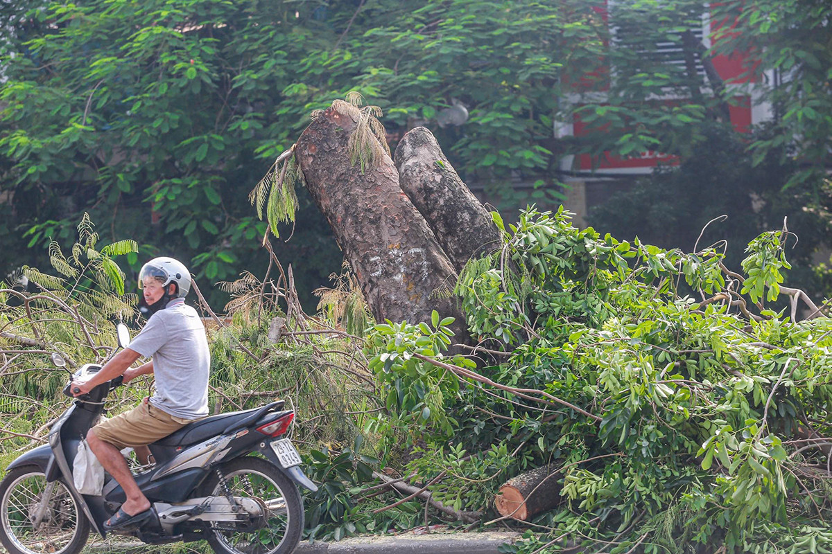 Tuy nhiên, nhiều cây xanh bị chặt hạ, cưa gốc. Theo tìm hiểu của phóng viên, sẽ có hơn 180 cây xanh bị chặt hạ, gồm các loại như bàng, bằng lăng, bông gòn, đa, gáo, hoa sữa, muồng, xà cừ, phượng, sấu... Ảnh: Duy Phạm.