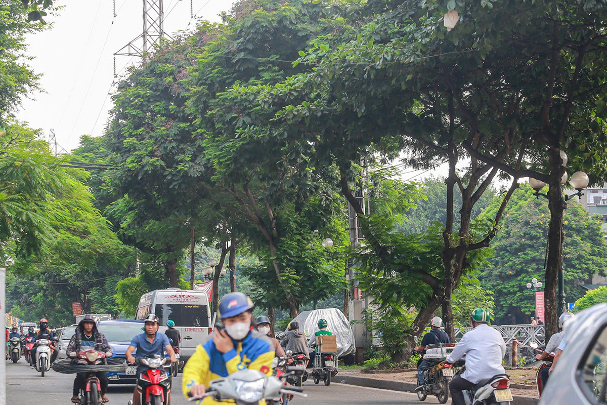 Theo tìm hiểu của phóng viên, để mở rộng đường Tam Trinh (Hoàng Mai, Hà Nội), hàng trăm cây xanh ven đường sẽ phải đánh chuyển, chặt hạ. Trong ảnh là hình ảnh của những cây xanh ven đường Tam Trinh trước khi thực hiện đánh chuyển, chặt hạ. Ảnh: Duy Phạm.