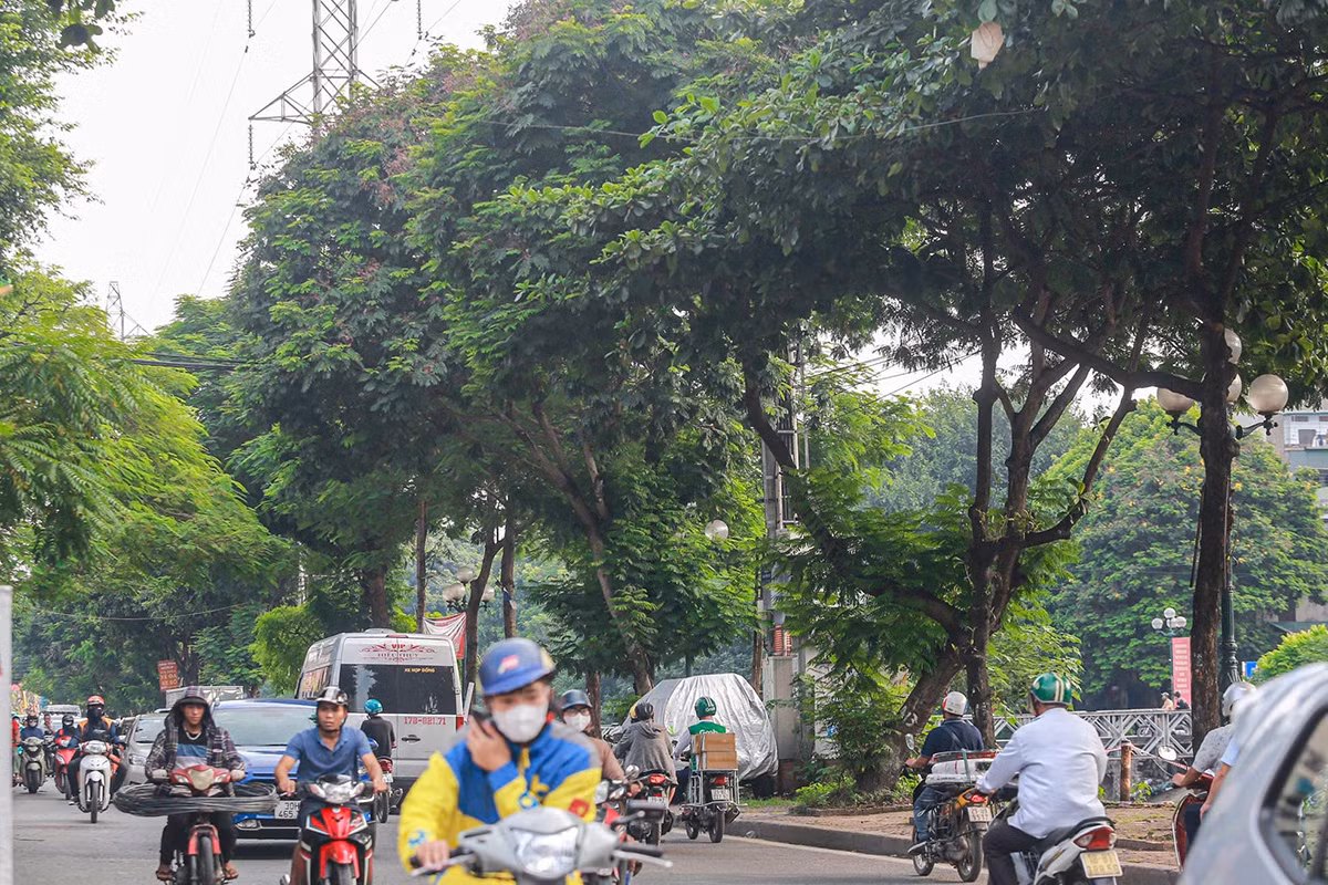 Theo tìm hiểu của phóng viên, để mở rộng đường Tam Trinh (Hoàng Mai, Hà Nội), hàng trăm cây xanh ven đường sẽ phải đánh chuyển, chặt hạ. Trong ảnh là hình ảnh của những cây xanh ven đường Tam Trinh trước khi thực hiện đánh chuyển, chặt hạ. Ảnh: Duy Phạm.