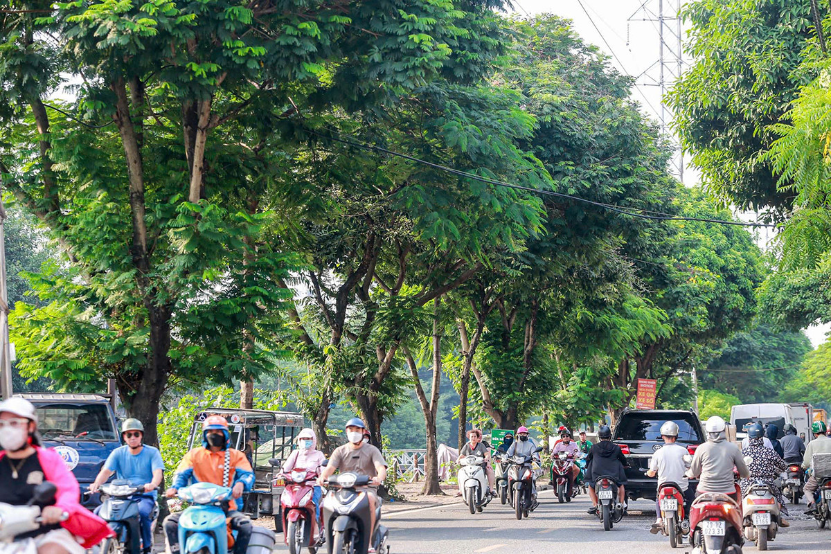 Theo tìm hiểu của phóng viên, để mở rộng đường Tam Trinh (Hoàng Mai, Hà Nội), hàng trăm cây xanh ven đường sẽ phải đánh chuyển, chặt hạ. Trong ảnh là hình ảnh của những cây xanh ven đường Tam Trinh trước khi thực hiện đánh chuyển, chặt hạ. Ảnh: Duy Phạm.