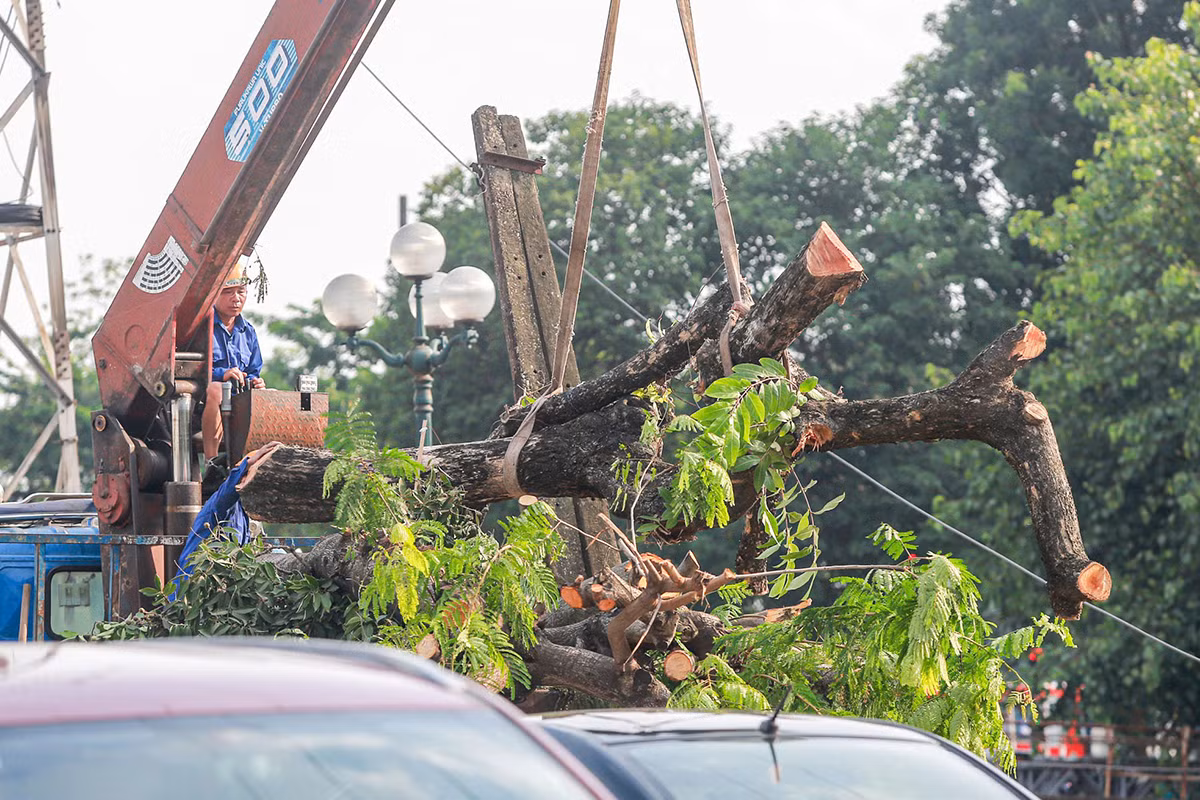 Tuy nhiên, nhiều cây xanh bị chặt hạ, cưa gốc. Theo tìm hiểu của phóng viên, sẽ có hơn 180 cây xanh bị chặt hạ, gồm các loại như bàng, bằng lăng, bông gòn, đa, gáo, hoa sữa, muồng, xà cừ, phượng, sấu... Ảnh: Duy Phạm.