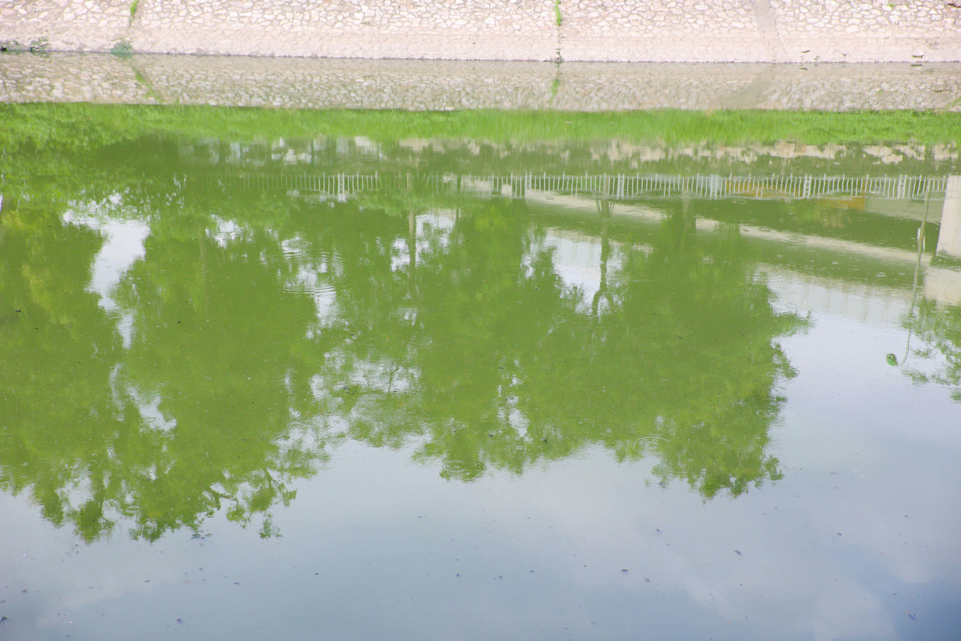 Đã lâu rồi, sông Tô Lịch mới có màu nước xanh như thế này. Ảnh: Nguyễn Trọng Tài.