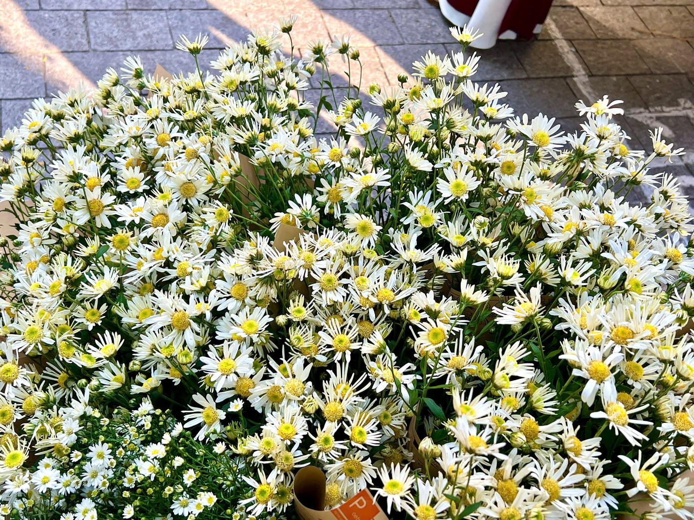 Cúc hoạ mi bày bán ở phố phường Hà Nội.