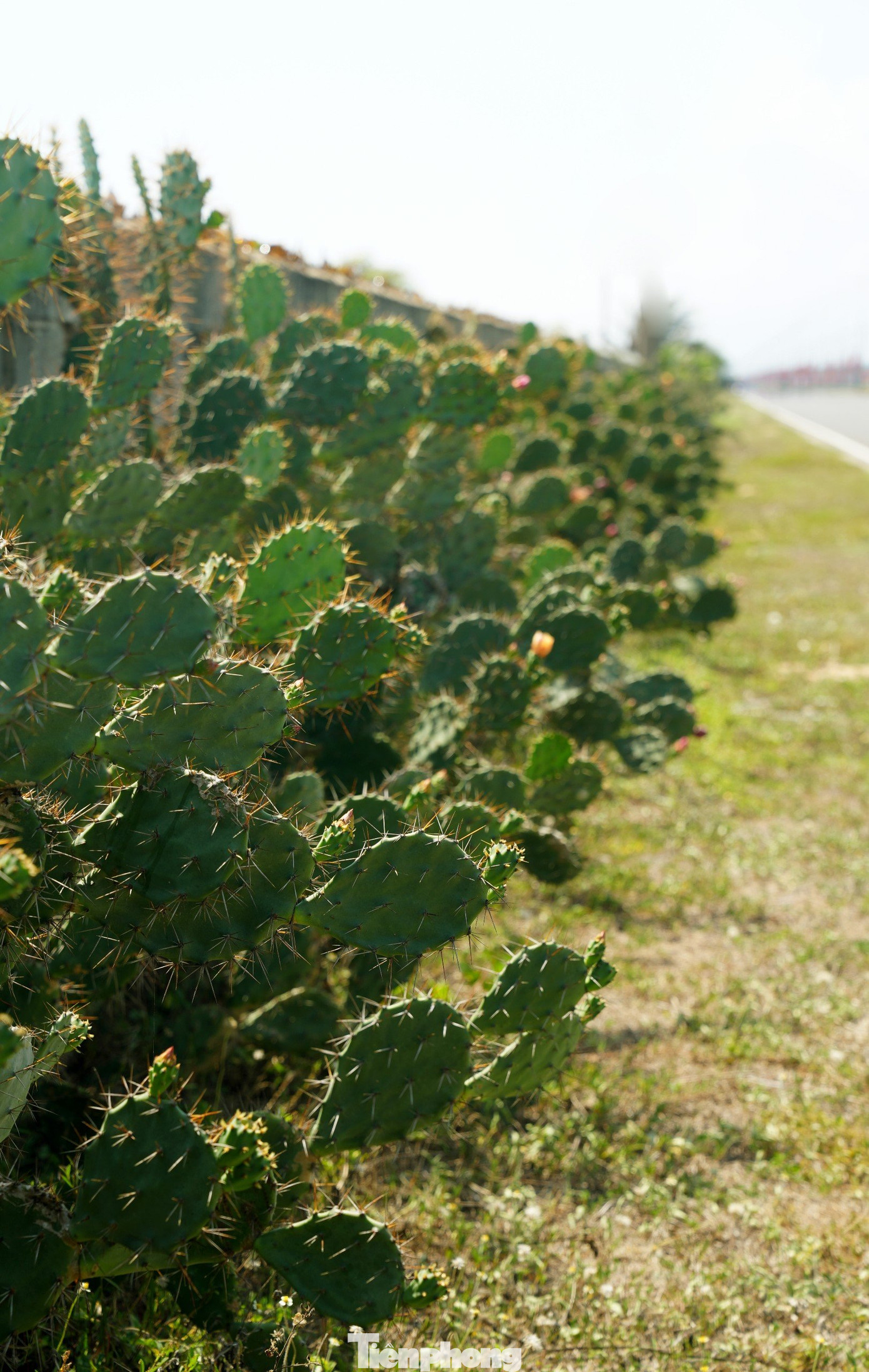 Du khách và các vận động viên cũng có thể chiêm ngưỡng những rặng xương rồng "khổng lồ" mọc ven các tuyến đường. Ảnh: Trọng Quân. Du khách và các vận động viên cũng có thể chiêm ngưỡng những rặng xương rồng "khổng lồ" mọc ven các tuyến đường. Ảnh: Trọng Quân.