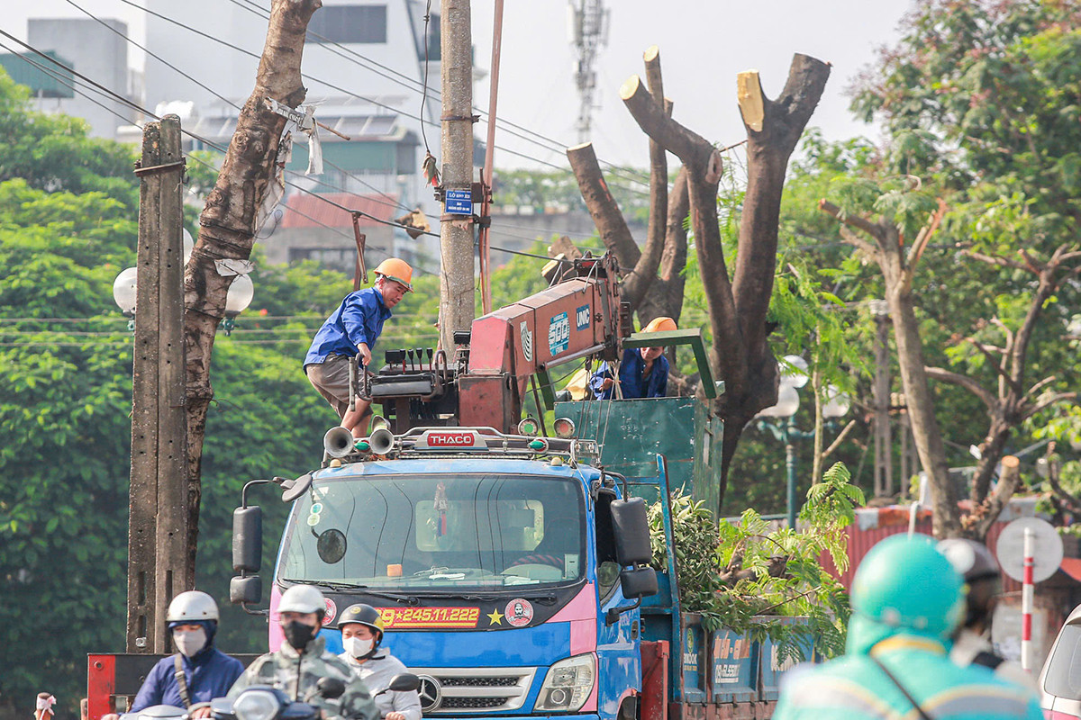 Nhiều cây xanh được cắt ngọn, chặt cành, chờ phương án xử lý. Ảnh: Duy Phạm.