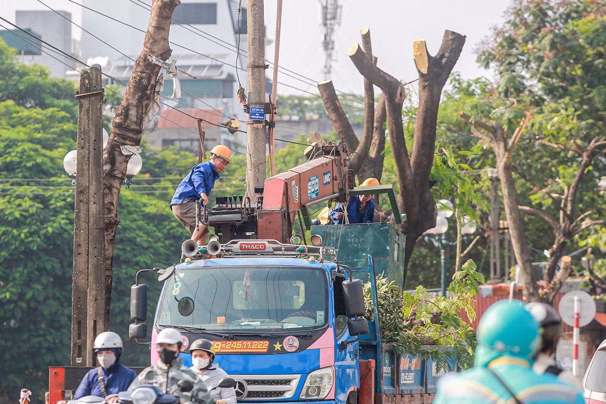 Nhiều cây xanh được cắt ngọn, chặt cành, chờ phương án xử lý. Ảnh: Duy Phạm.