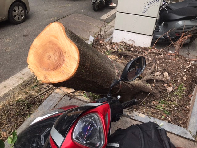 Một cây xanh nghiêng, đổ sau bão bị cưa sát gốc trên phố Phủ Doãn. Ảnh: Trường Phong. Một cây xanh nghiêng, đổ sau bão bị cưa sát gốc trên phố Phủ Doãn. Ảnh: Trường Phong.
