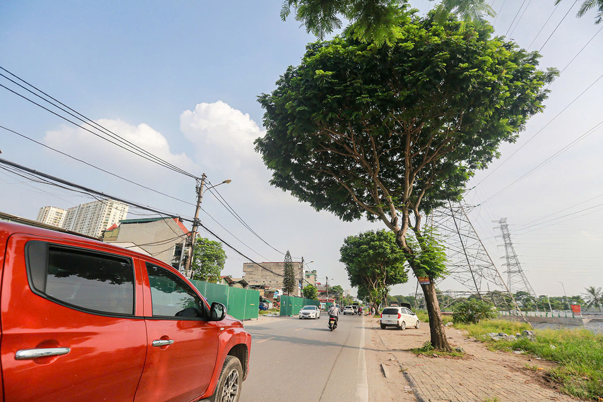Được biết, lý do việc chặt hạ số lượng lớn cây xanh khi thực hiện dự án mở rộng đường Tam Trinh là những cây này được kết luận bị mục gốc, mục thân, cong queo, cụt ngọn. Ảnh: Duy Phạm.