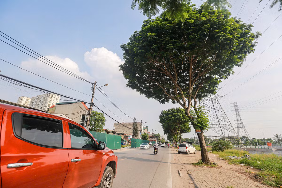 Được biết, lý do việc chặt hạ số lượng lớn cây xanh khi thực hiện dự án mở rộng đường Tam Trinh là những cây này được kết luận bị mục gốc, mục thân, cong queo, cụt ngọn. Ảnh: Duy Phạm.