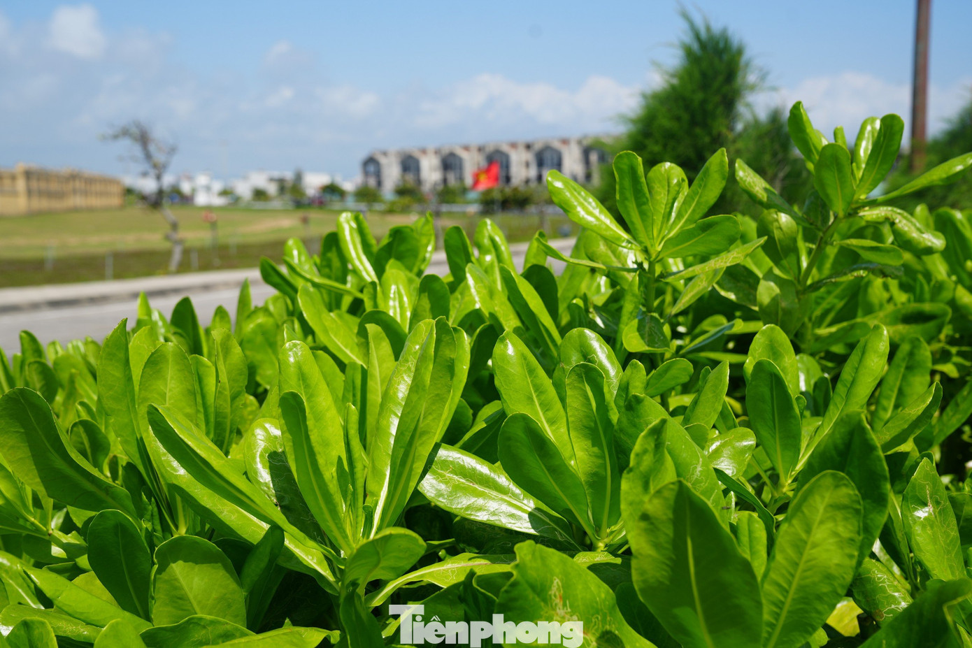 Cây phong ba - một loại cây đặc trưng khác của biển, đảo Việt Nam được trồng trên dải phân cách các tuyến đường ở thành phố Tuy Hoà. Ảnh: Trọng Quân. Cây phong ba - một loại cây đặc trưng khác của biển, đảo Việt Nam được trồng trên dải phân cách các tuyến đường ở thành phố Tuy Hoà. Ảnh: Trọng Quân.