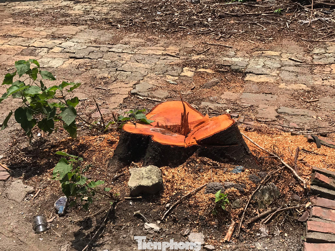 Theo tìm hiểu của phóng viên, những cây xanh này đều được cơ quan chuyên môn của thành phố Hà Nội đánh số quản lý. Việc chặt hạ một loạt cây xanh có đường kính lớn khiến nhiều người dân băn khoăn. Ảnh: Trường Phong. Theo tìm hiểu của phóng viên, những cây xanh này đều được cơ quan chuyên môn của thành phố Hà Nội đánh số quản lý. Việc chặt hạ một loạt cây xanh có đường kính lớn khiến nhiều người dân băn khoăn. Ảnh: Trường Phong.