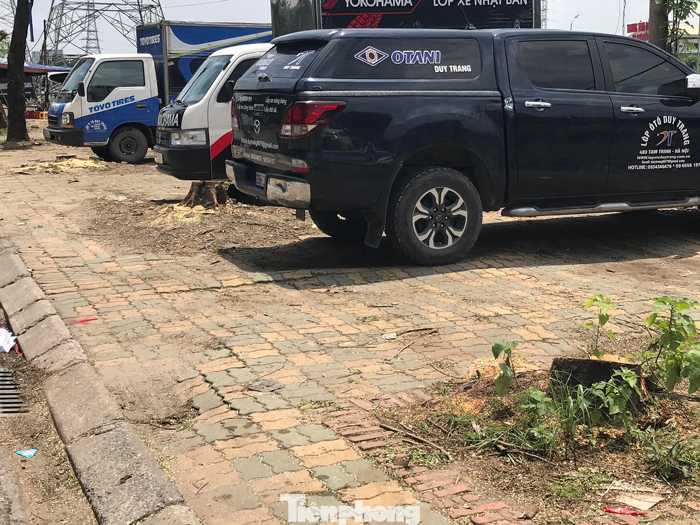 Đoạn đường này trước đó chủ yếu trồng cây phượng, cây lim xẹt (phượng vàng). Ảnh: Trường Phong. Đoạn đường này trước đó chủ yếu trồng cây phượng, cây lim xẹt (phượng vàng). Ảnh: Trường Phong.