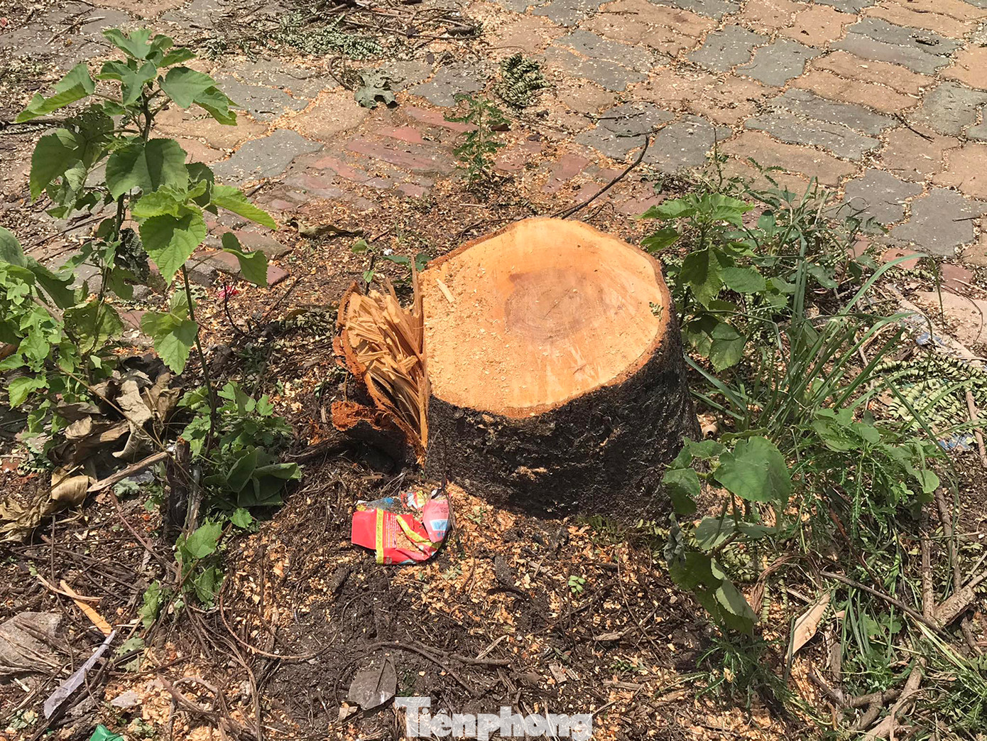 Theo tìm hiểu của phóng viên, những cây xanh này đều được cơ quan chuyên môn của thành phố Hà Nội đánh số quản lý. Việc chặt hạ một loạt cây xanh có đường kính lớn khiến nhiều người dân băn khoăn. Ảnh: Trường Phong. Theo tìm hiểu của phóng viên, những cây xanh này đều được cơ quan chuyên môn của thành phố Hà Nội đánh số quản lý. Việc chặt hạ một loạt cây xanh có đường kính lớn khiến nhiều người dân băn khoăn. Ảnh: Trường Phong.