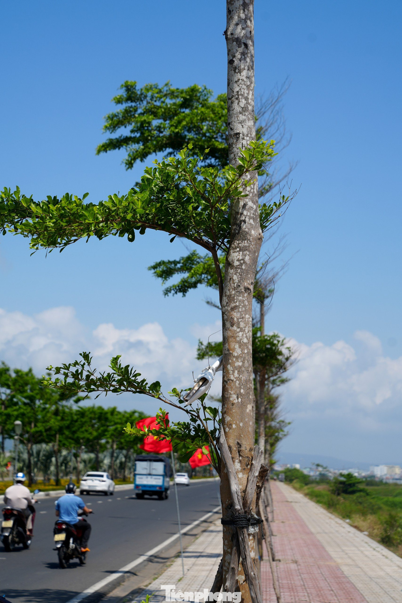 Tại một số tuyến đường, do nằm sát với biển, gió biển và thời tiết khắc nghiệt khiến cây chỉ mọc cành, lá về một phía. Nhiều khu vực, hàng cây cũng nghiêng một vài độ, có thể nhìn thấy bằng mắt thường do gió biển thổi quá mạnh. Ảnh: Trọng Quân. Tại một số tuyến đường, do nằm sát với biển, gió biển và thời tiết khắc nghiệt khiến cây chỉ mọc cành, lá về một phía. Nhiều khu vực, hàng cây cũng nghiêng một vài độ, có thể nhìn thấy bằng mắt thường do gió biển thổi quá mạnh. Ảnh: Trọng Quân.