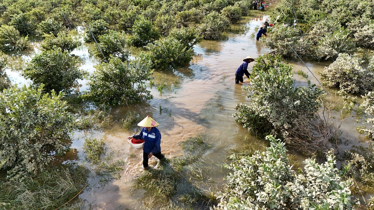 Những vườn chanh đầu tư rất nhiều tiền bạc, công sức có nguy cơ bị thiệt hại nặng do ngập nước nhiều ngày. Ảnh: Hoàng Mạnh Thắng.