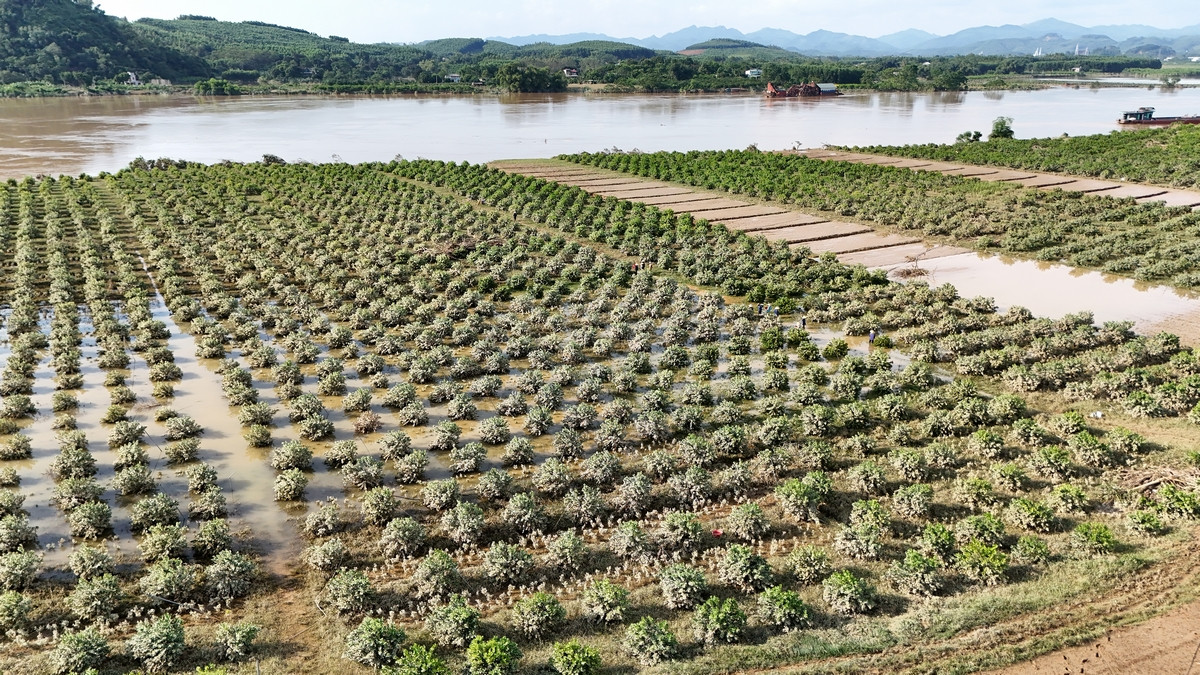 Khu vực ven sông Lô có nhiều vườn trồng chanh với diện tích lớn, thiệt hại nặng sau mưa lũ. Ảnh: Hoàng Mạnh Thắng.