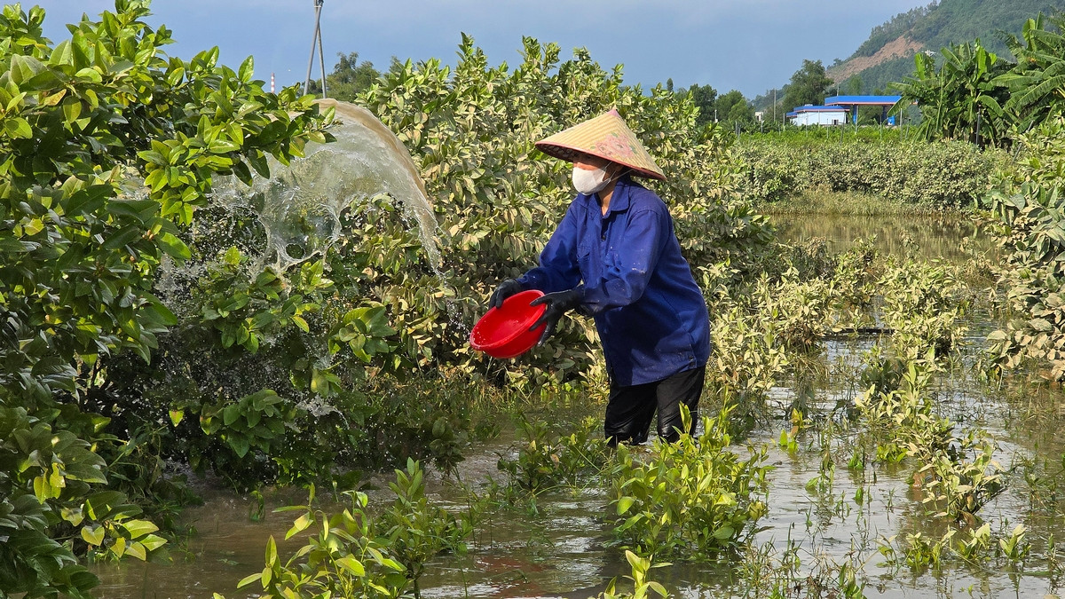 Những người phụ nữ "tắm" cho cây chanh để làm sạch phù sa bám trên lá cây, giúp cây quang hợp, hy vọng cứu được cây tại vườn chanh của anh Nguyễn Xuân Đoàn. Ảnh: Hoàng Mạnh Thắng.