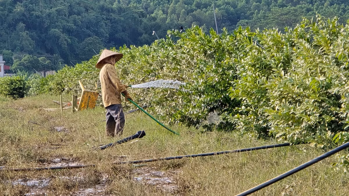 Những người phụ nữ "tắm" cho cây chanh để làm sạch phù sa bám trên lá cây, giúp cây quang hợp, hy vọng cứu được cây tại vườn chanh của anh Nguyễn Xuân Đoàn. Ảnh: Hoàng Mạnh Thắng.