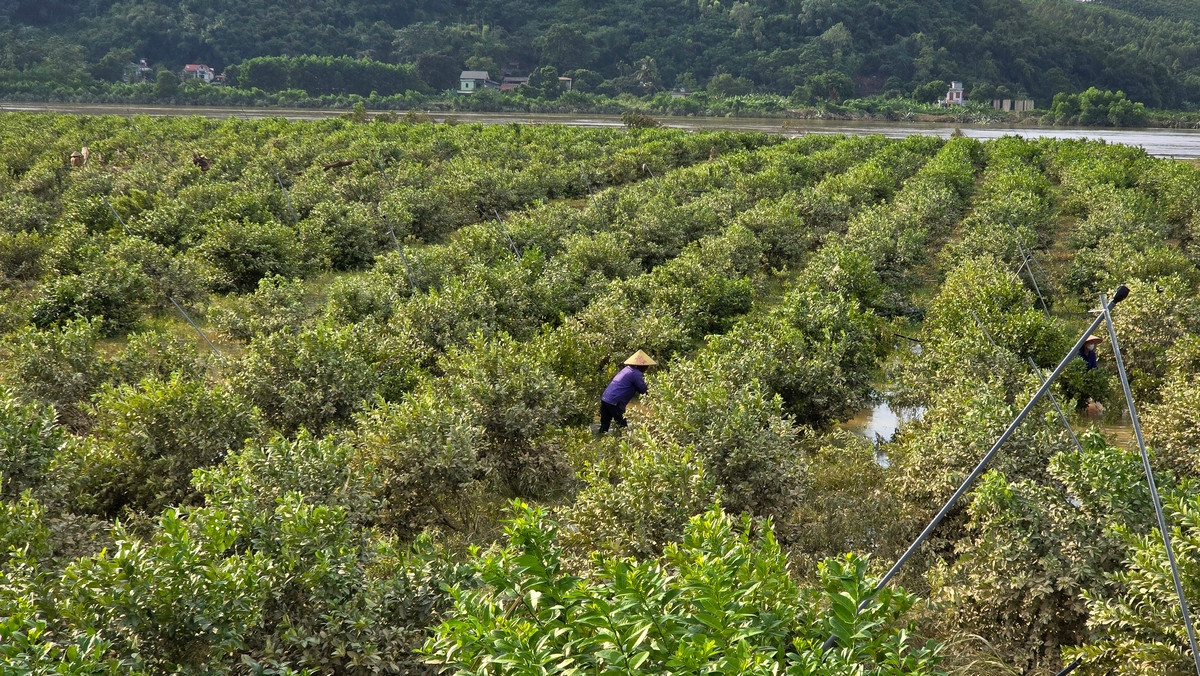 Khu vực ven sông Lô có nhiều vườn trồng chanh với diện tích lớn, thiệt hại nặng sau mưa lũ. Ảnh: Hoàng Mạnh Thắng.