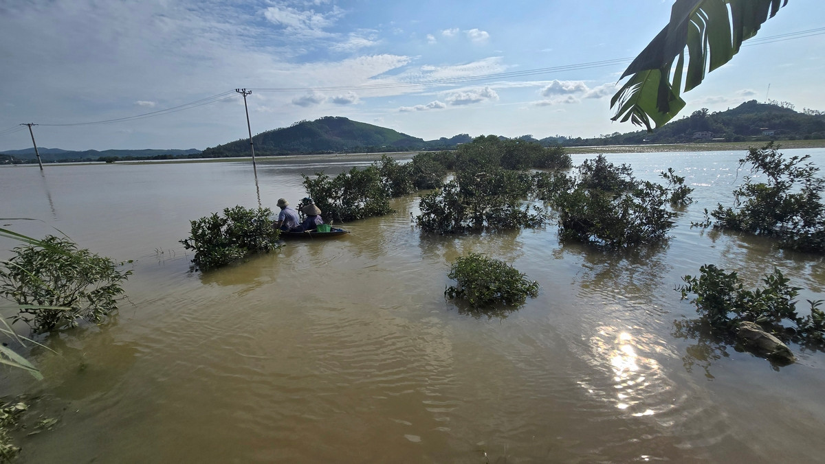 Những vườn chanh đầu tư rất nhiều tiền bạc, công sức có nguy cơ bị thiệt hại nặng do ngập nước nhiều ngày. Ảnh: Hoàng Mạnh Thắng.