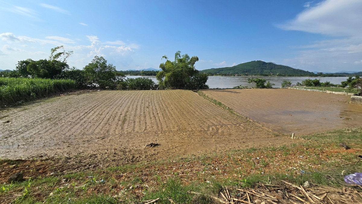 Nhiều diện tích hoa màu ở bãi bồi sông Lô bị nước lũ "thổi bay", chỉ còn trơ lại bùn đất. Ảnh: Hoàng Mạnh Thắng.