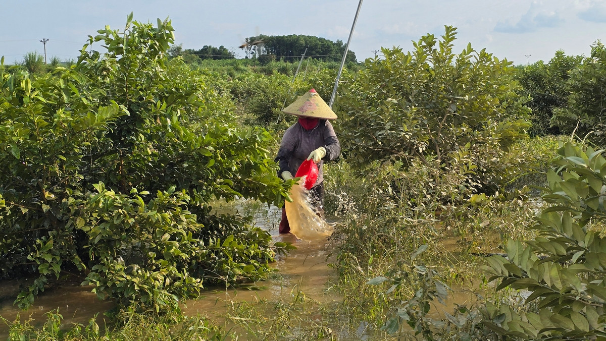Những người phụ nữ "tắm" cho cây chanh để làm sạch phù sa bám trên lá cây, giúp cây quang hợp, hy vọng cứu được cây tại vườn chanh của anh Nguyễn Xuân Đoàn. Ảnh: Hoàng Mạnh Thắng.