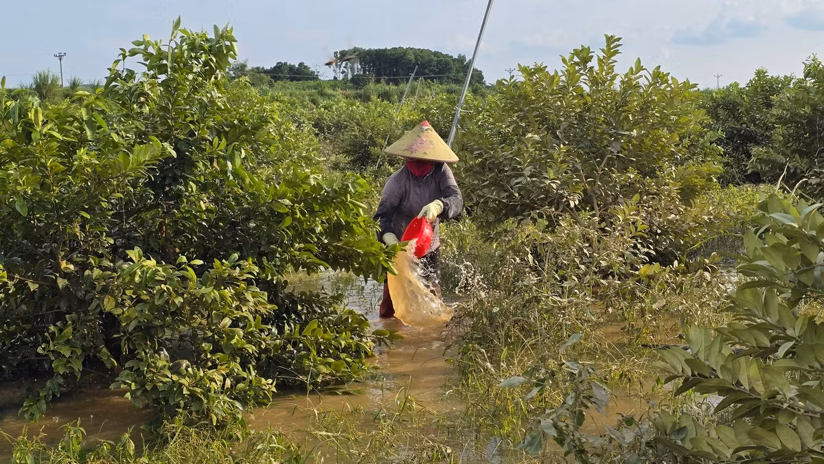Những người phụ nữ "tắm" cho cây chanh để làm sạch phù sa bám trên lá cây, giúp cây quang hợp, hy vọng cứu được cây tại vườn chanh của anh Nguyễn Xuân Đoàn. Ảnh: Hoàng Mạnh Thắng.