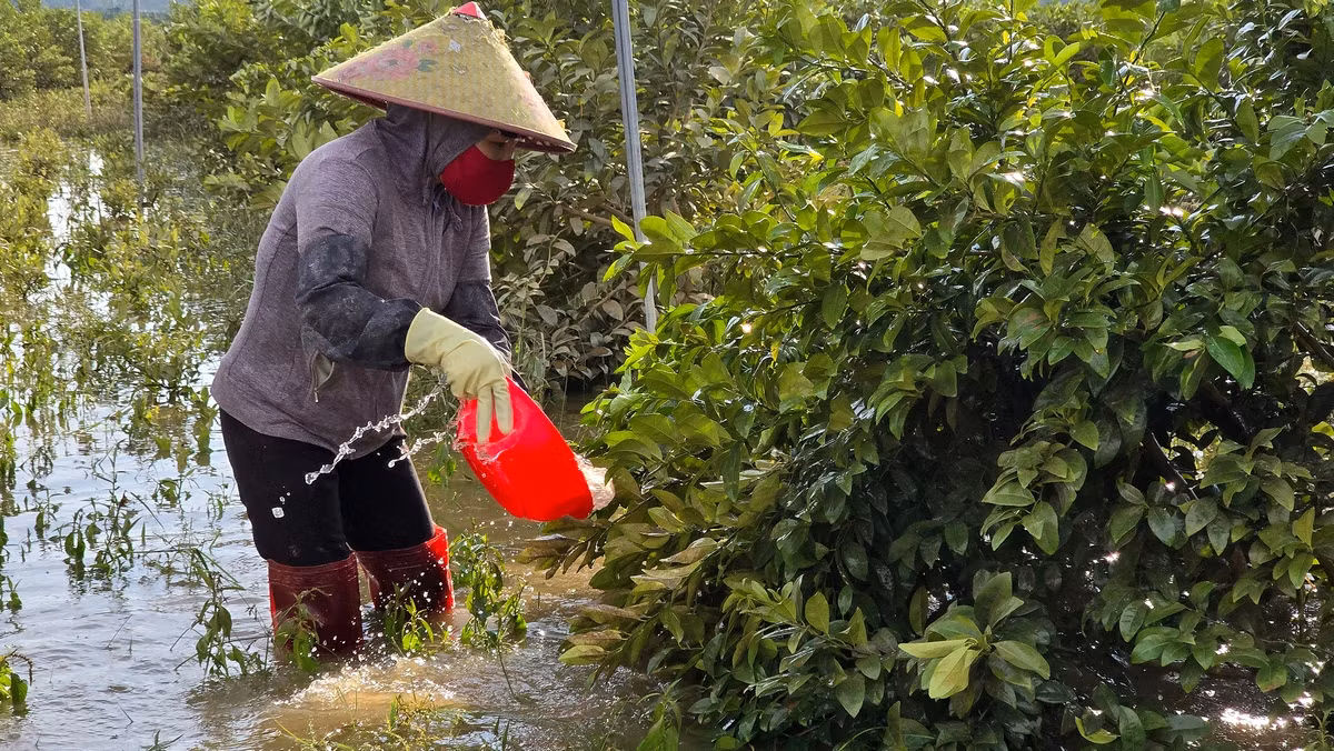Những người phụ nữ "tắm" cho cây chanh để làm sạch phù sa bám trên lá cây, giúp cây quang hợp, hy vọng cứu được cây tại vườn chanh của anh Nguyễn Xuân Đoàn. Ảnh: Hoàng Mạnh Thắng.
