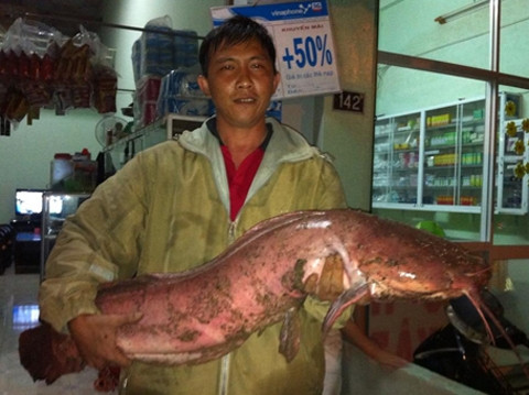 Con cá trê dài hơn 1m