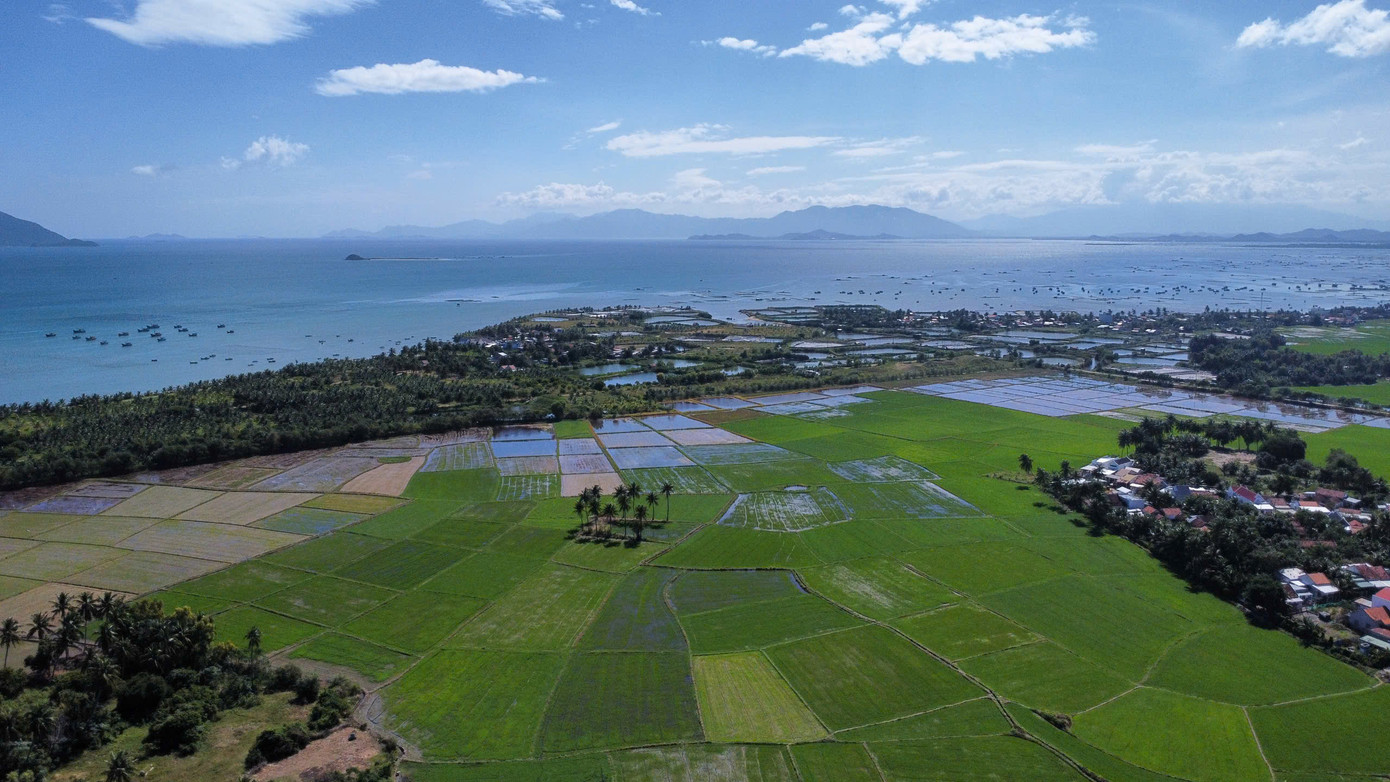 Một số diện tích canh tác lúa nước tại khu vực dự kiến xây dựng sân bay Vân Phong.