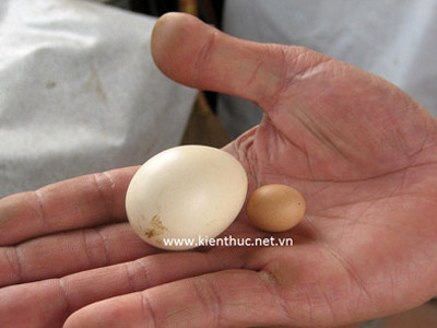 So sánh với quả trứng gà bình thường.