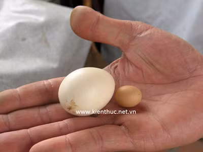 So sánh với quả trứng gà bình thường.