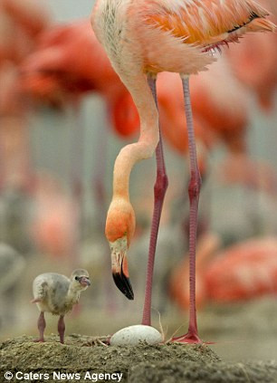 Mẹ con Hồng hạc bên quả trứng mới đẻ