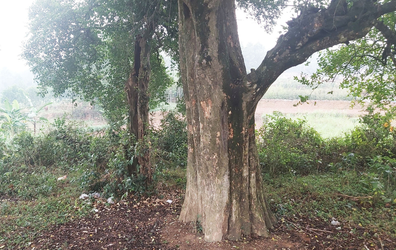 Ngắm rặng duối cổ hơn ngàn năm tuổi tương truyền để buộc voi, ngựa chiến của vua Ngô Quyền ảnh 2