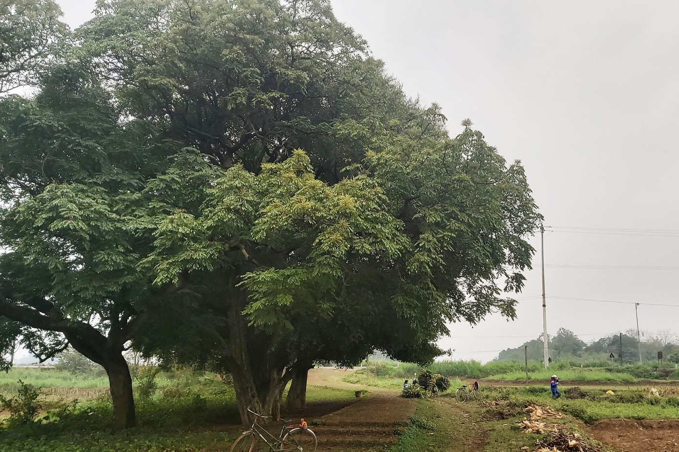 Ngắm rặng duối cổ hơn ngàn năm tuổi tương truyền để buộc voi, ngựa chiến của vua Ngô Quyền ảnh 6