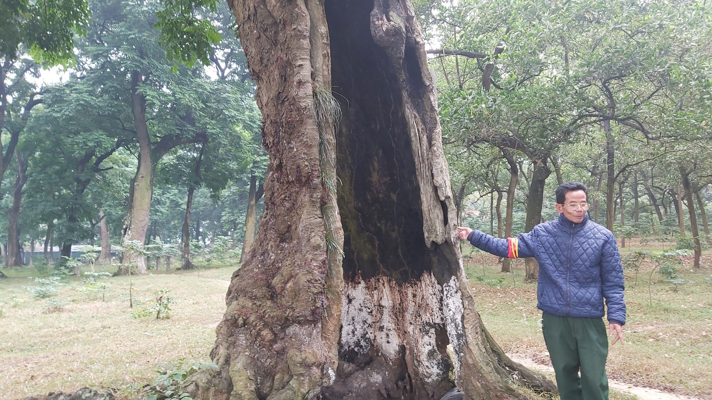 Khám phá rừng lim độc đáo, hơn nghìn năm tuổi tại Hà Nội ảnh 7