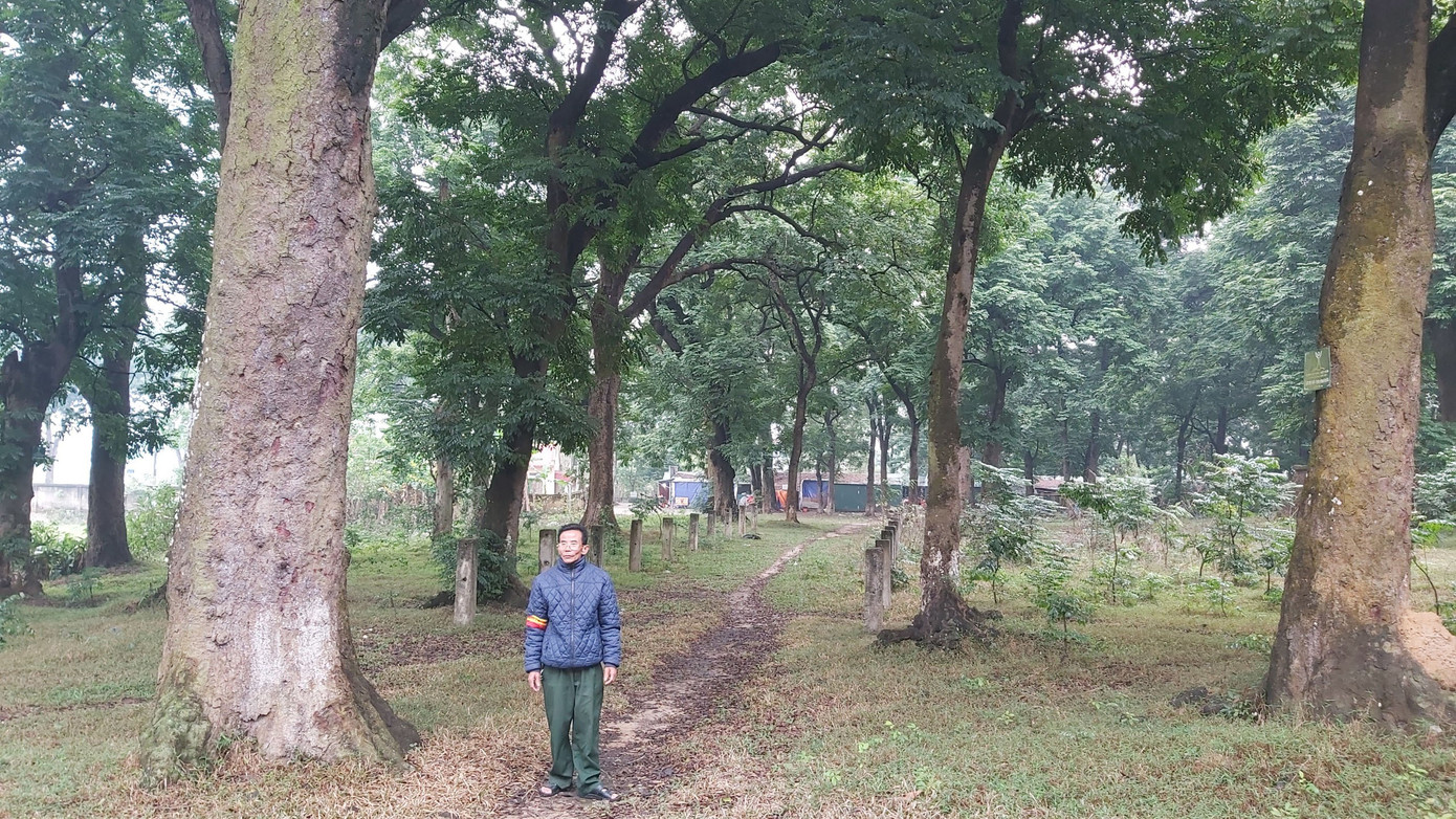 Khám phá rừng lim độc đáo, hơn nghìn năm tuổi tại Hà Nội ảnh 4