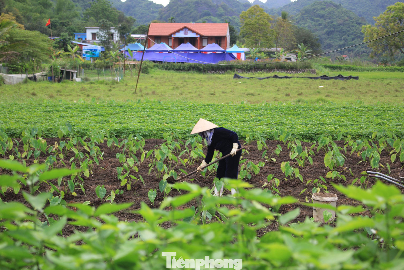 Bà Cam (thôn 2, xã Việt Hải, huyện Cát Hải, TP Hải Phòng) trên cánh đồng khoai sọ mùn ốc - thứ đặc sản của địa phương.