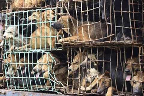 Buôn lậu chó vào Việt Nam