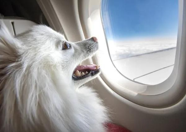 Đây là lần đầu tiên một chú cún ở Ấn Độ "bao" cả khoang hạng thương gia trên máy bay. Ảnh minh họa: iStock. Đây là lần đầu tiên một chú cún ở Ấn Độ "bao" cả khoang hạng thương gia trên máy bay. Ảnh minh họa: iStock.