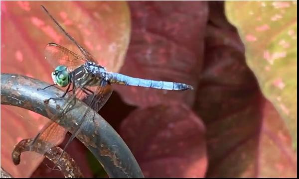 Ảnh: Michael P Moore. Ảnh: Michael P Moore.