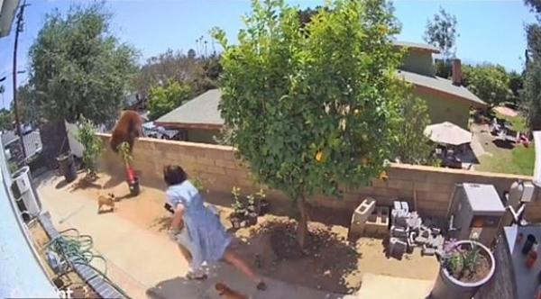 Hailey phăm phăm lao ra phía con gấu. Ảnh: @bakedlikepie. Hailey phăm phăm lao ra phía con gấu. Ảnh: @bakedlikepie.