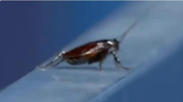 Con gián đã trở nên nổi tiếng tại Olympic Tokyo 2020. Ảnh: SB. Con gián đã trở nên nổi tiếng tại Olympic Tokyo 2020. Ảnh: SB.