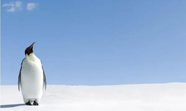 Các nhà khoa học có kế hoạch nghiên cứu nguồn gốc của chim cánh cụt. Ảnh: Times Now News. Các nhà khoa học có kế hoạch nghiên cứu nguồn gốc của chim cánh cụt. Ảnh: Times Now News.