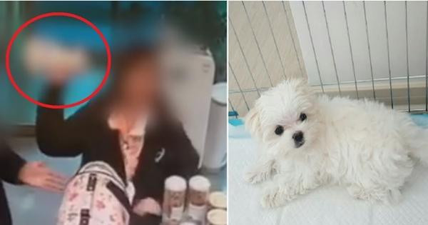 Trước đây, có vụ việc một phụ nữ Hàn Quốc ném chú chó con 3 tháng tuổi do tức giận với người bán thú cưng, gây phẫn nộ dữ dội. Ảnh: Koreaboo. Trước đây, có vụ việc một phụ nữ Hàn Quốc ném chú chó con 3 tháng tuổi do tức giận với người bán thú cưng, gây phẫn nộ dữ dội. Ảnh: Koreaboo.